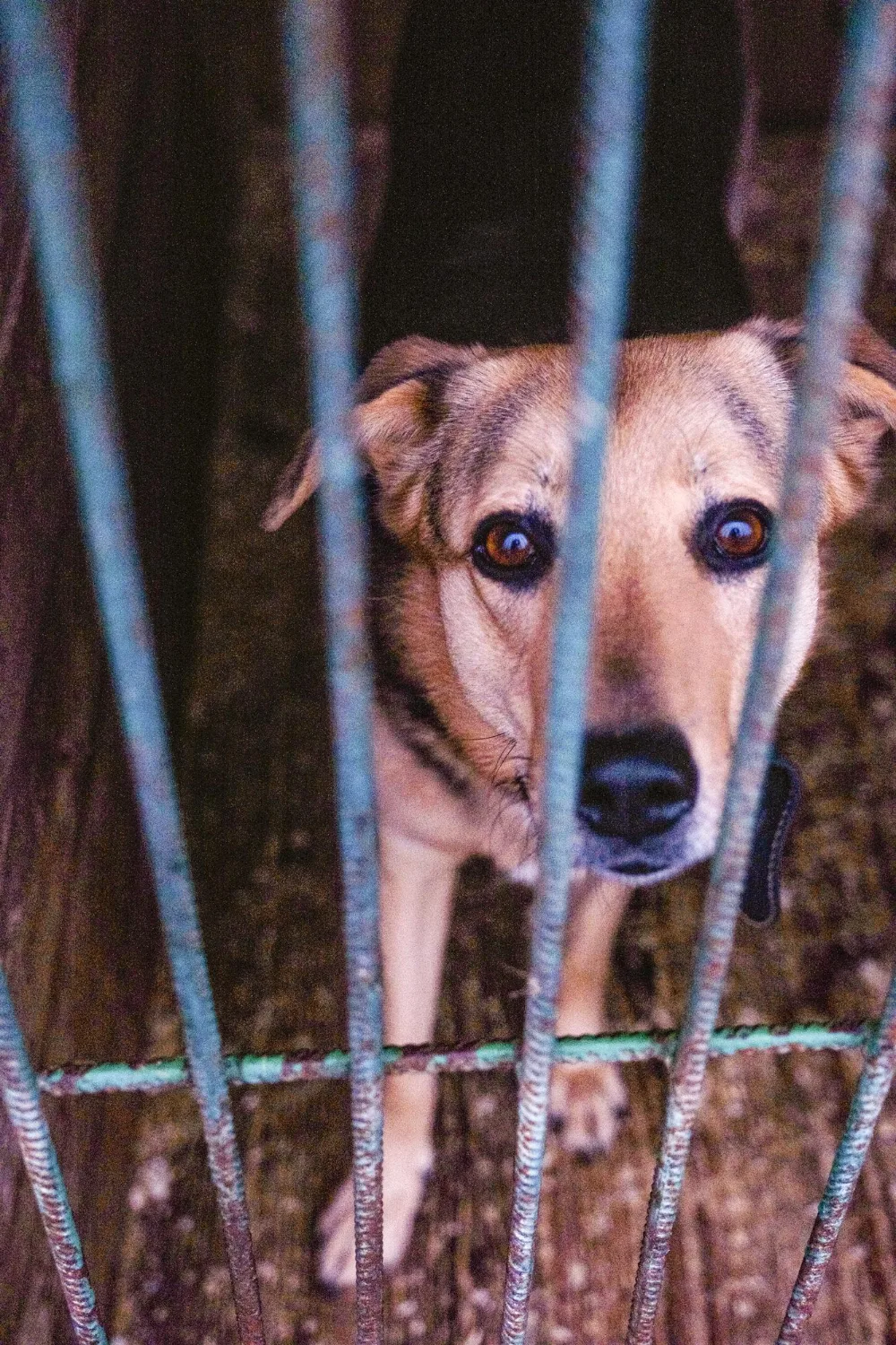 Un câine salvat primește mângâieri, aprilie 2024